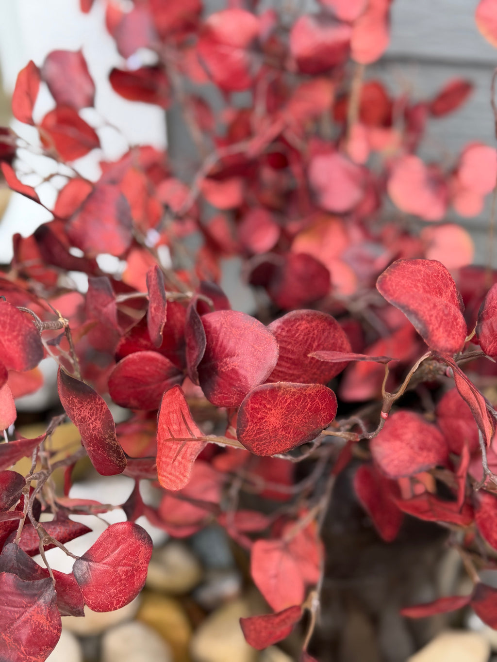 Eucalyptus Stem, Cranberry