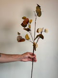 Eucalyptus Stem, Autumn Multi