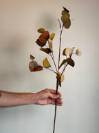 Eucalyptus Stem, Autumn Multi