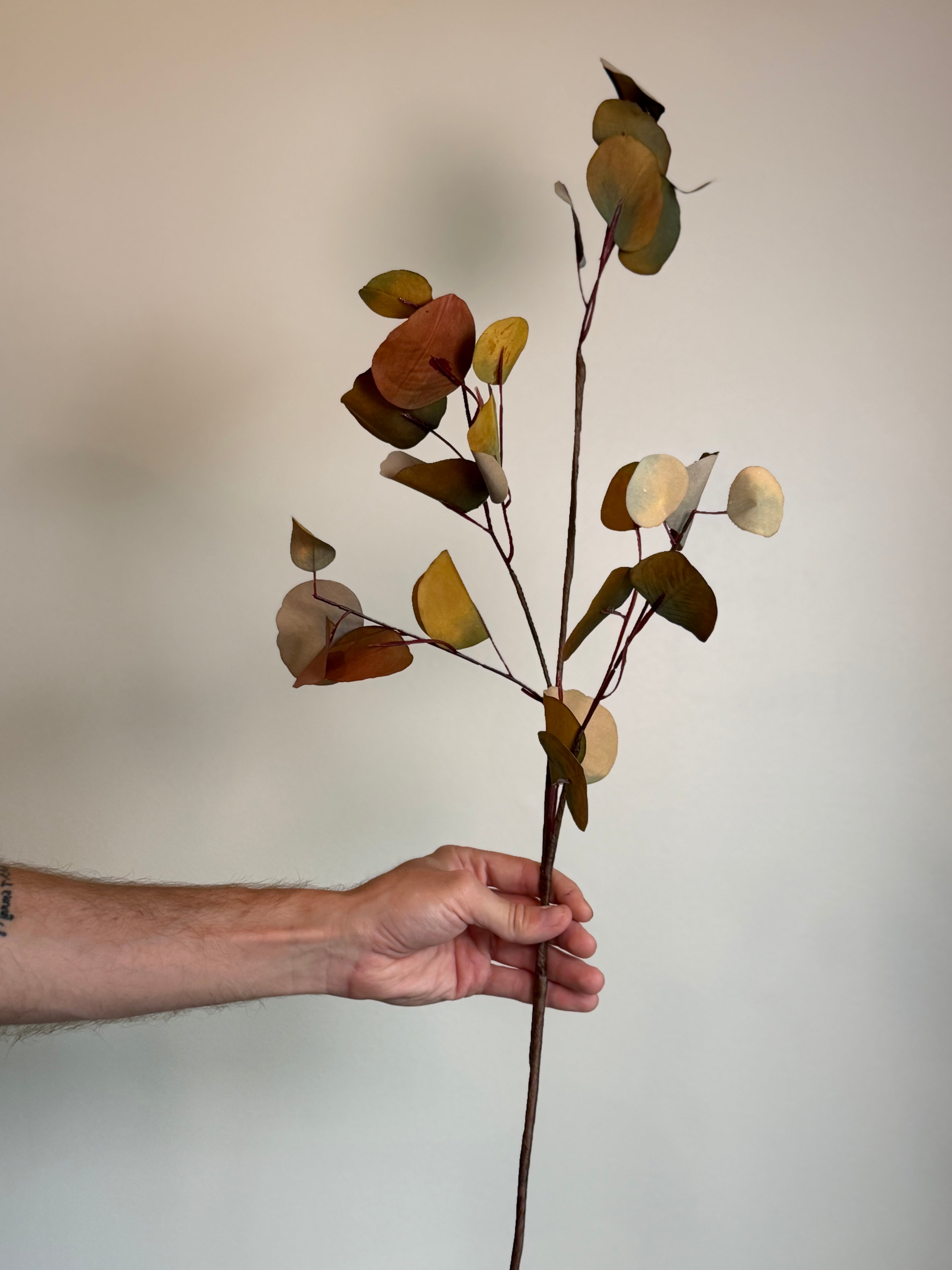 Eucalyptus Stem, Autumn Multi