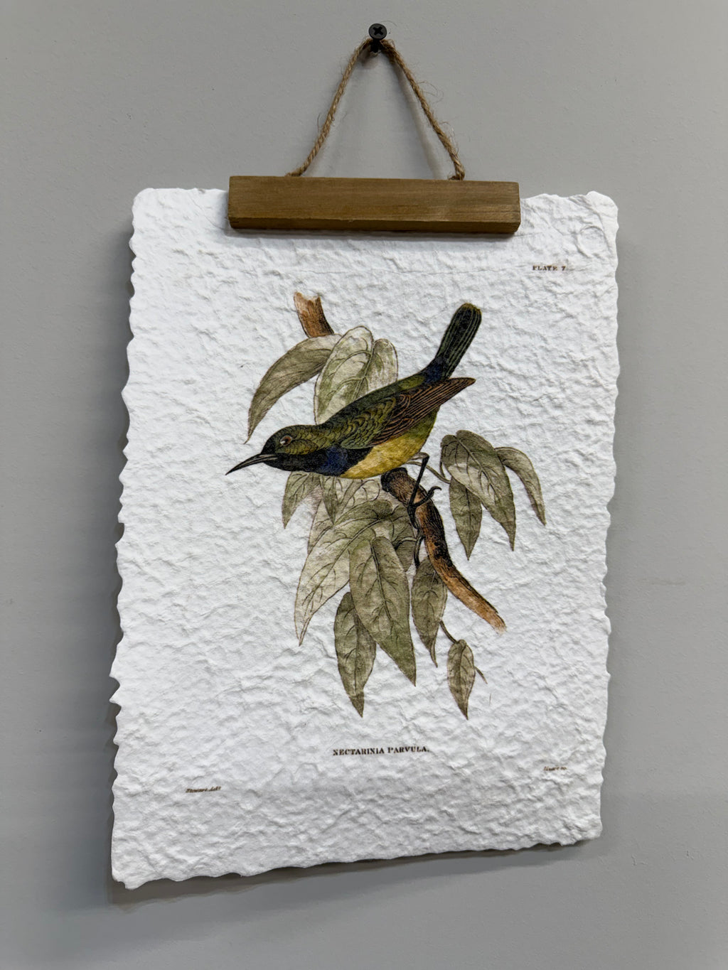 Deckled Paper Sketch