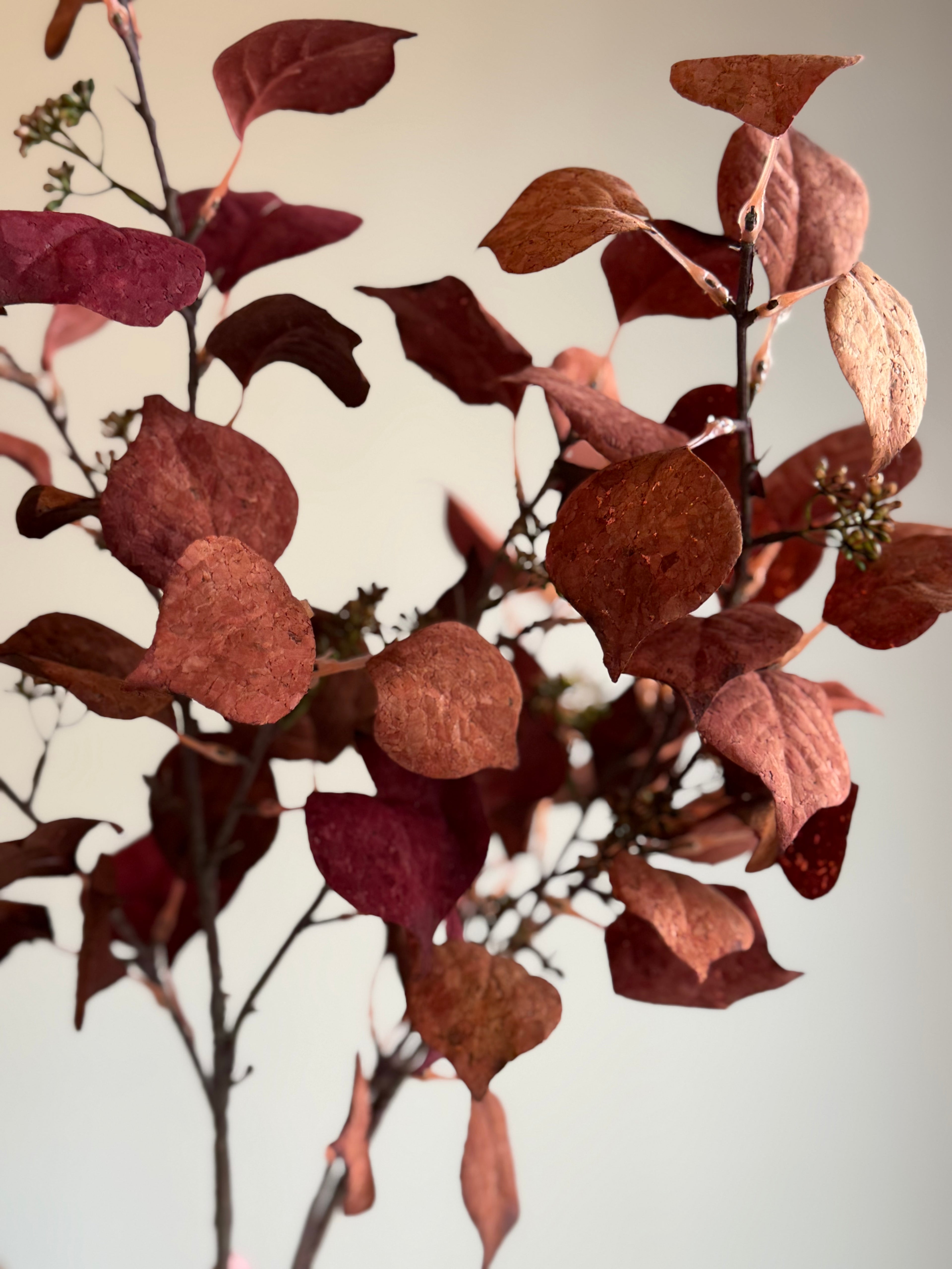 Silver Dollar Spray, Burgundy