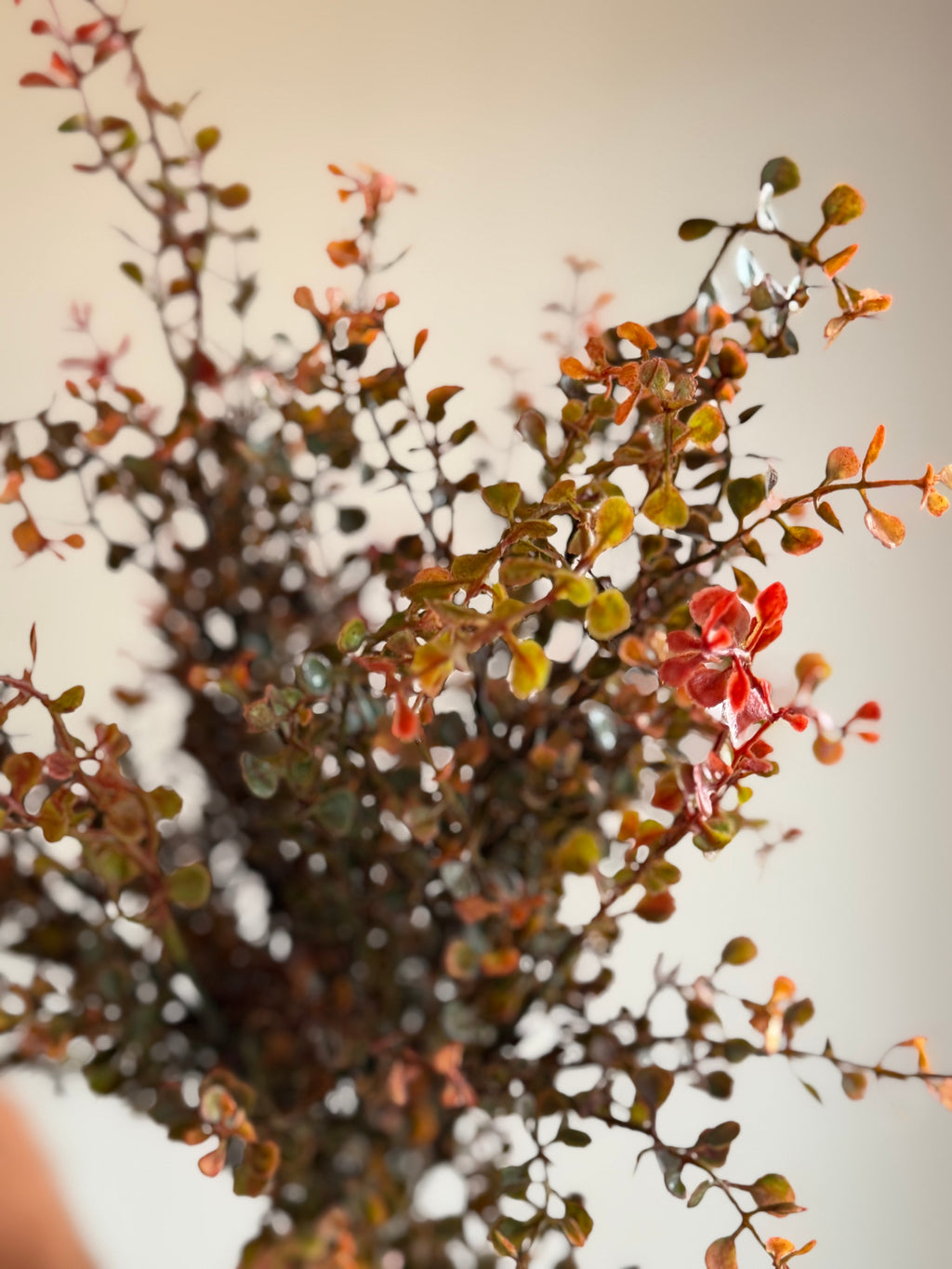 Red Peppergrass Bush 21”