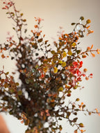 Red Peppergrass Bush 21”