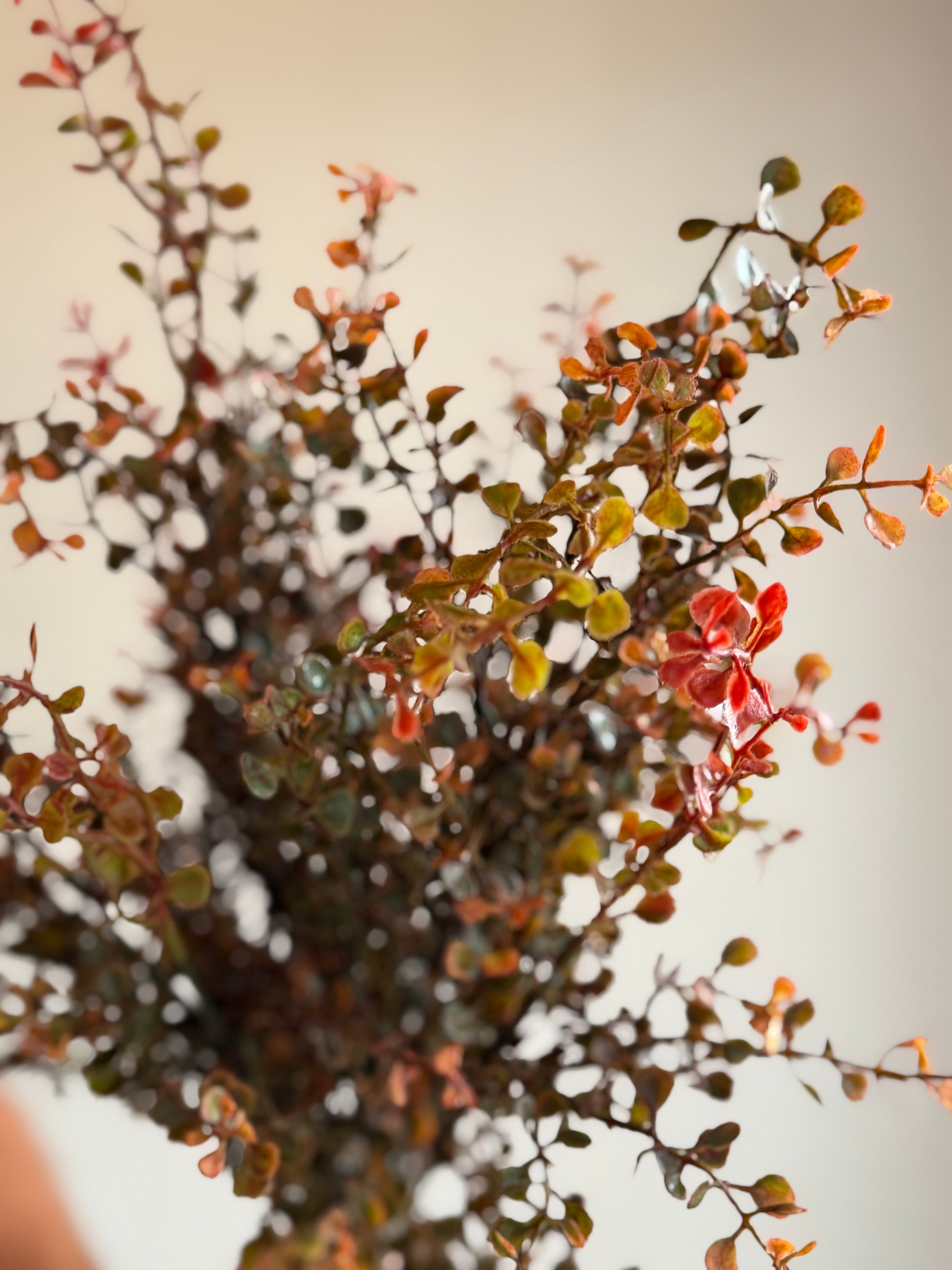 Red Peppergrass Bush 21”