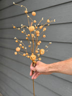 Pumpkin Pip Berry Spray