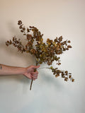 Dusty Eucalyptus Spray 22”