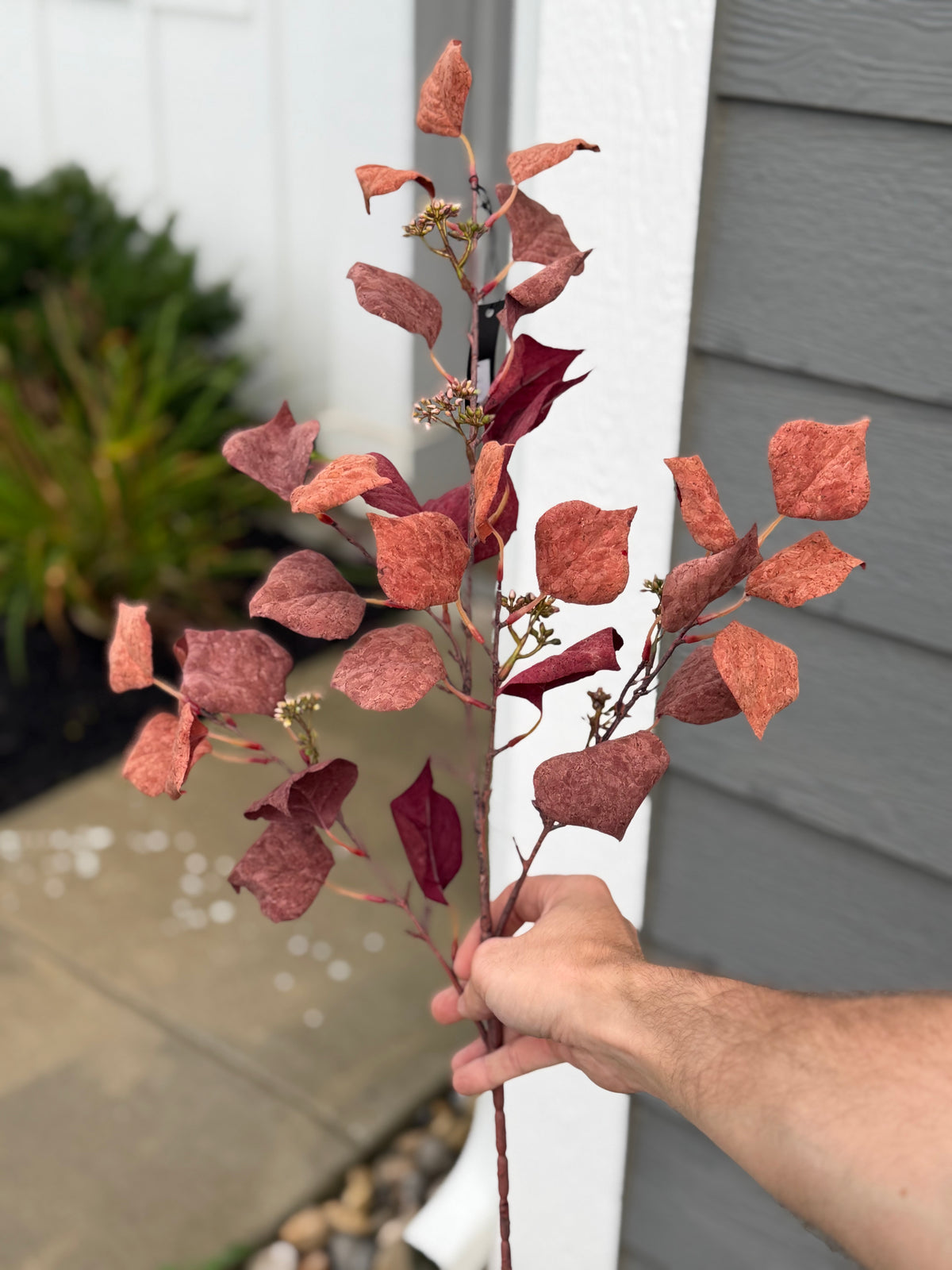 Silver Dollar Spray, Burgundy