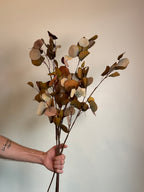 Eucalyptus Stem, Autumn Multi