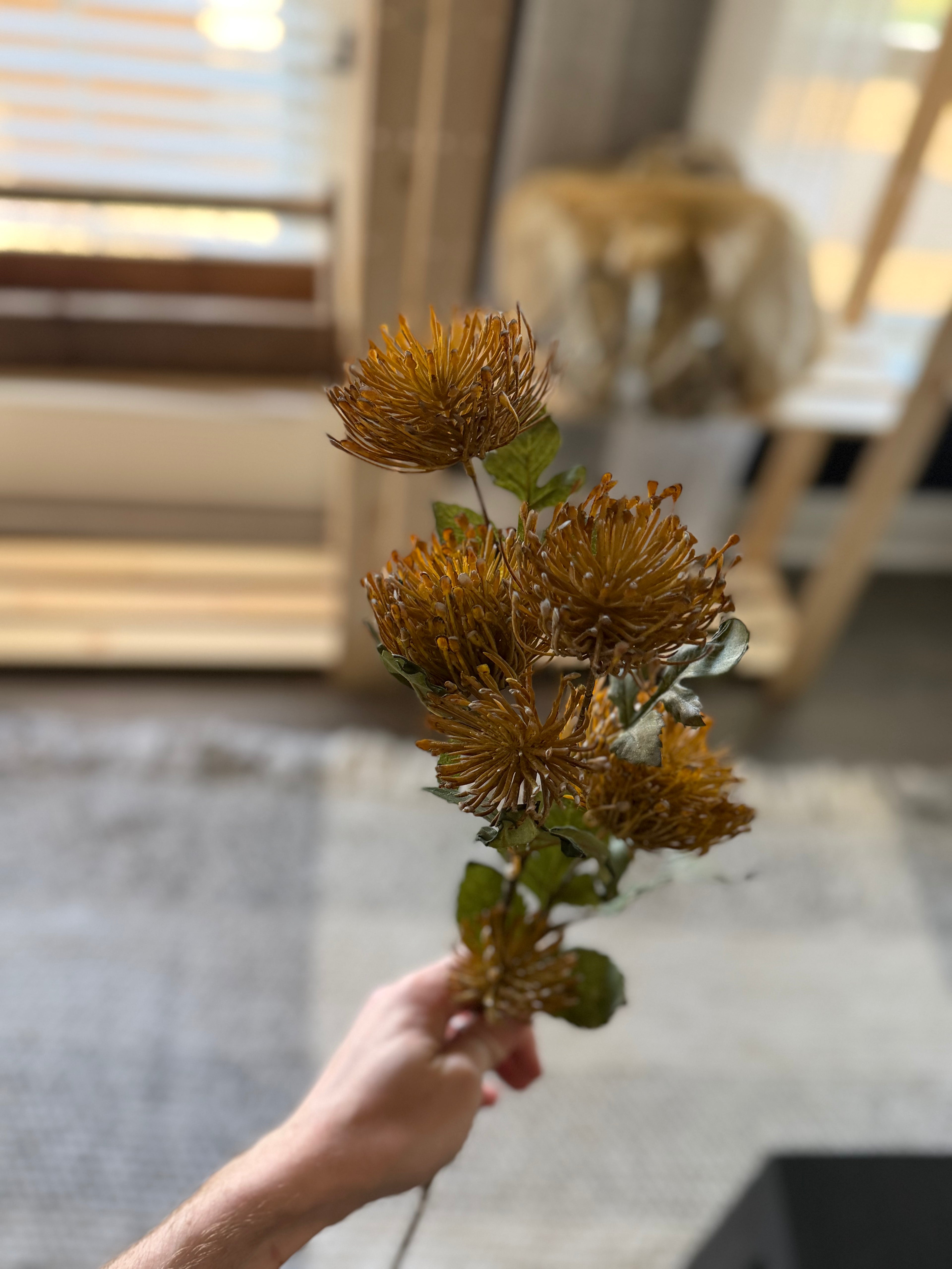 Yellow Sugarbrush Stem