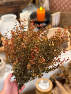Red Baby’s Grass Bush 21”