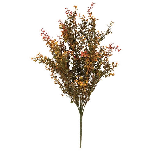 Red Baby’s Grass Bush 21”