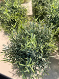 Dusty Rosemary Half Sphere 5.5”